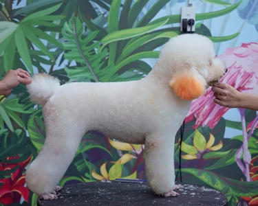 Dịch Vụ Hỏa Táng Thú Cưng