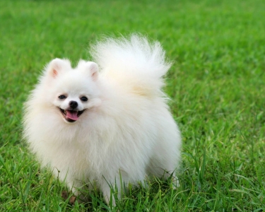 Học cắt tỉa lông chó là nghề đang thịnh hành