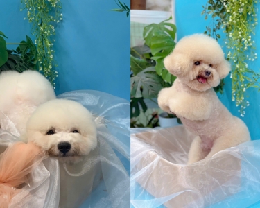 Dịch Vụ Spa thú cưng Quận 12, TPHCM uy tín - Giá rõ ràng 