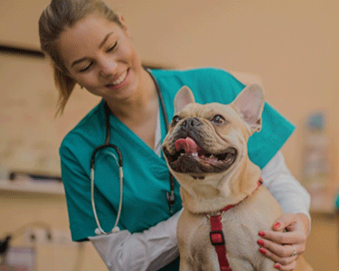 Khóa học Grooming Level C 