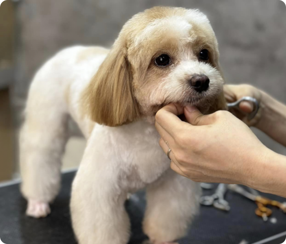 khóa học grooming