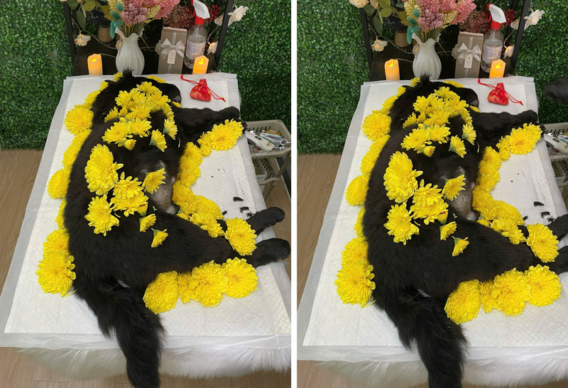 Quy trình hỏa táng thú cưng nhanh chóng