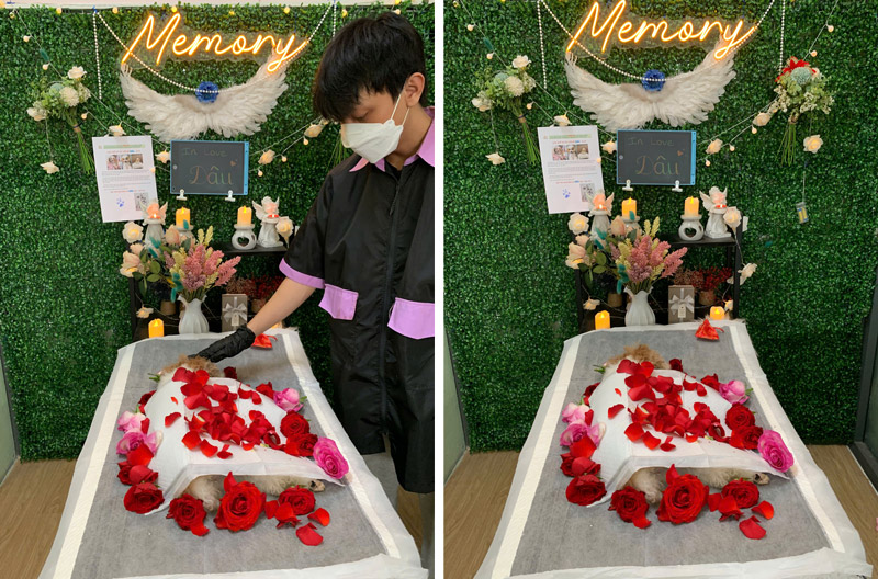 Lý do chọn hỏa táng thú cưng tại Trum's Pet