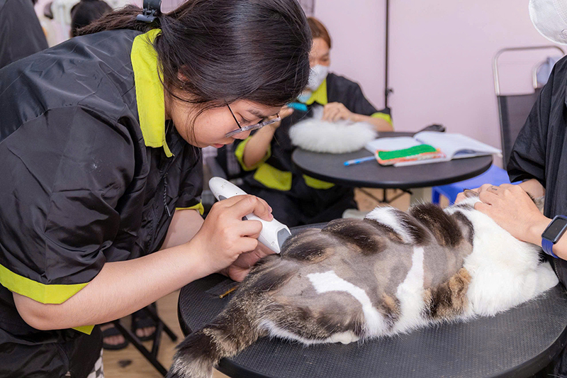 Ưu điểm spa thú cưng tại Trum's Pet