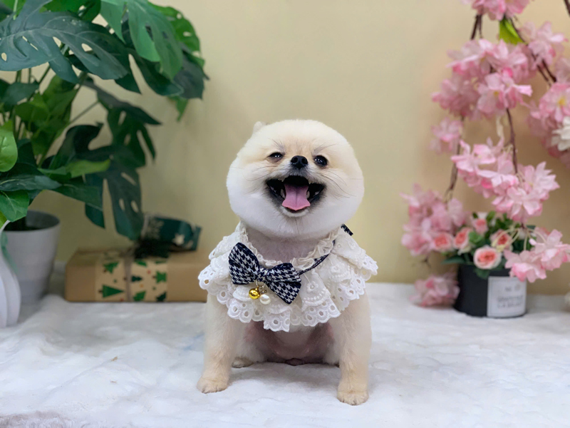 Các gói dịch vụ tại Trum's