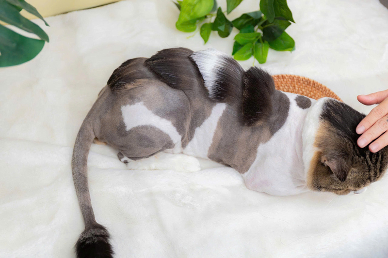 Thời gian dẫn bé đi spa